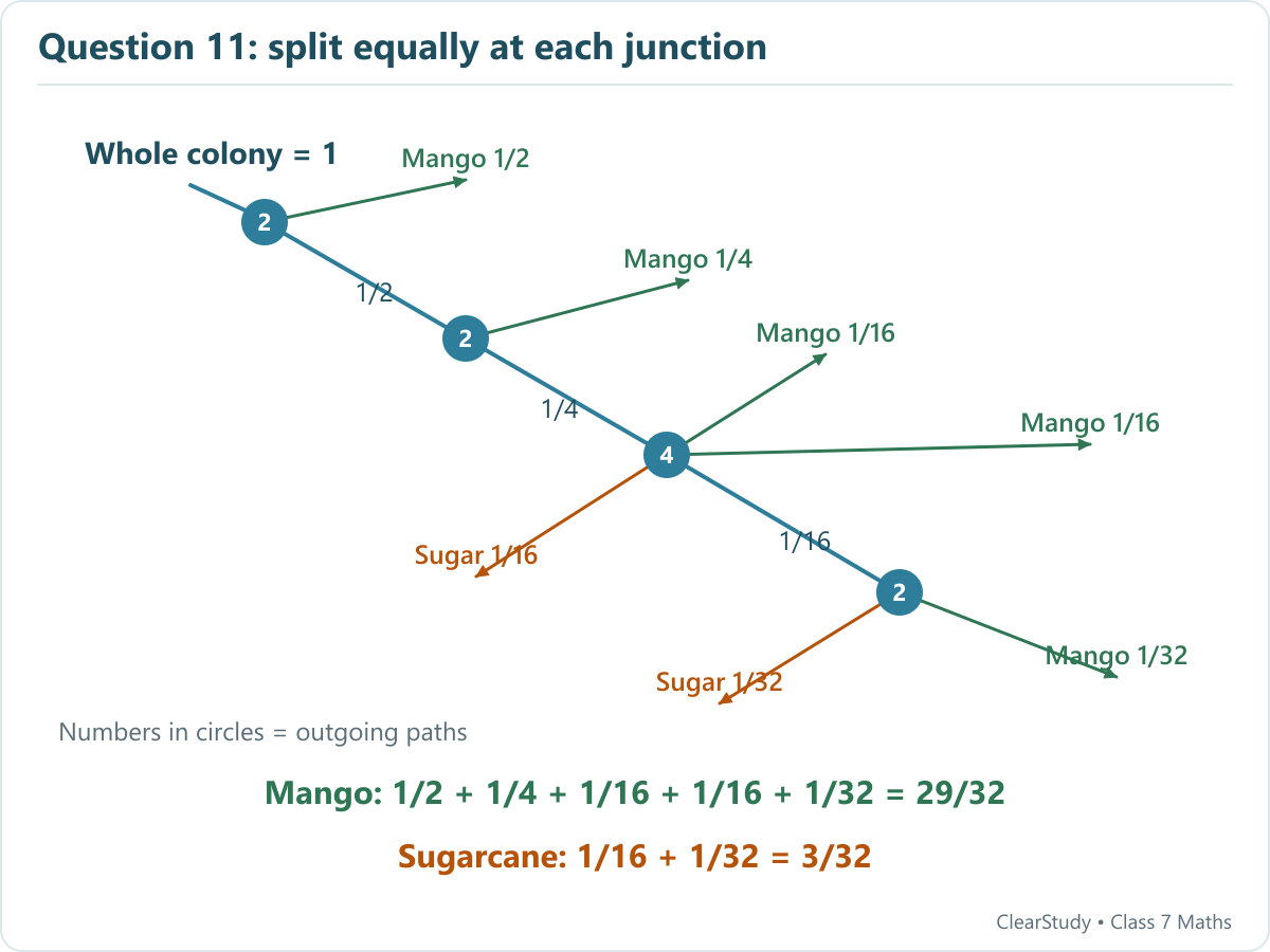 A schematic of Figure 8.7. The first two junctions each split two ways, the third splits four ways and the final junction splits two ways. The mango paths total 29/32 and the sugarcane paths total 3/32.
