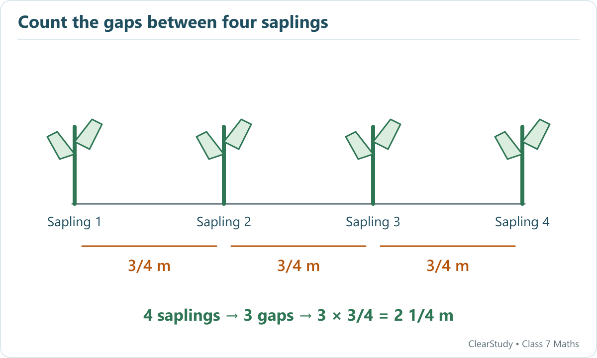 Four equally spaced saplings have three gaps. Each gap is three quarters of a metre, so the first-to-last distance is nine quarters, or two and one quarter metres.