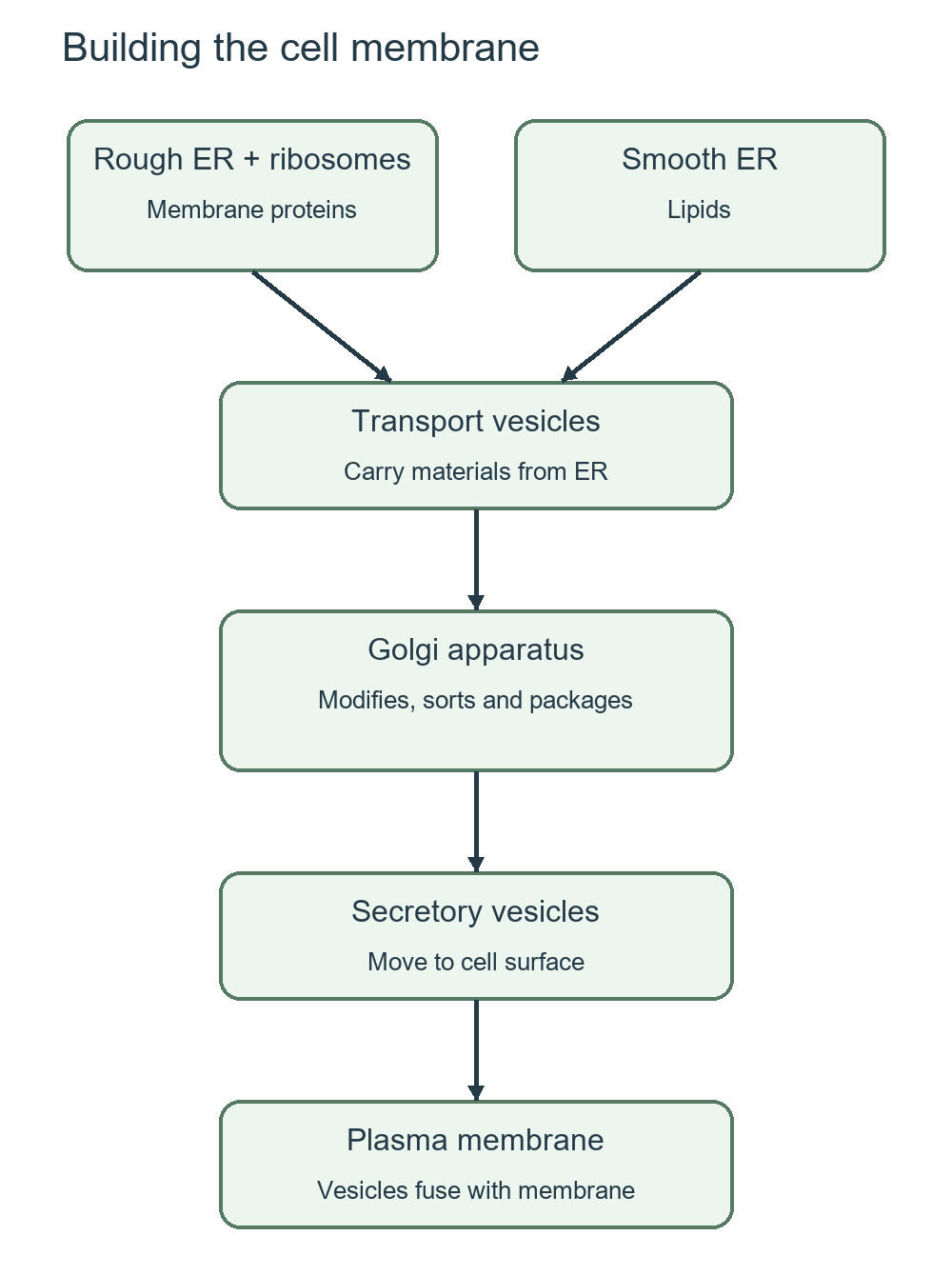 Membrane proteins from rough ER and lipids from smooth ER pass through transport vesicles, Golgi and secretory vesicles to the plasma membrane.