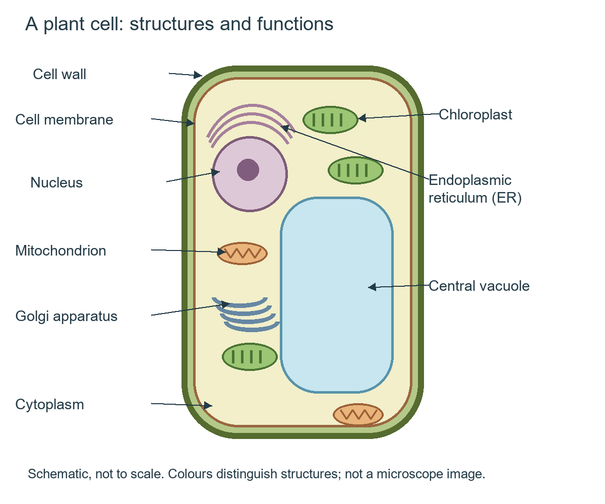 Labelled plant-cell schematic showing outer wall, inner membrane, nucleus, ER, mitochondrion, chloroplast, Golgi, cytoplasm and large central vacuole.