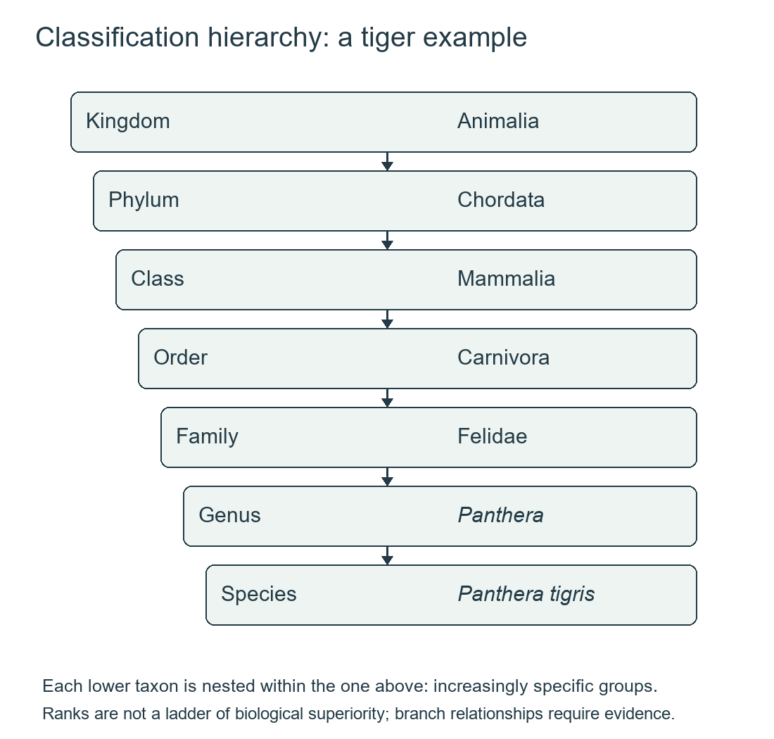 Tiger nested ranks: Animalia, Chordata, Mammalia, Carnivora, Felidae, Panthera, Panthera tigris.